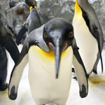 penguin people group