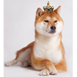 Doge Nation (only Doge fans may enter)