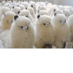 Llama militia