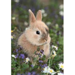 BunnyLife