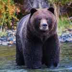 Bear Flesh :))