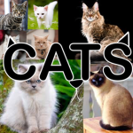 CATS DOMINANCE