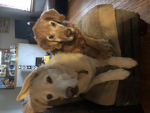 Rip my dogs olive and zack