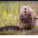 Beavers 100