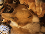 Corgi man clan