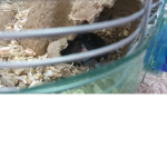 Mr. Cheesethegerbil