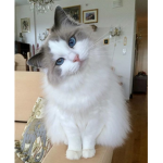 catsyesjustyes