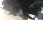 nicollol123_love