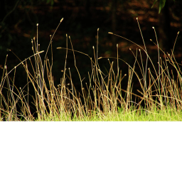 GRASS PLACE