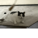 Cats fr