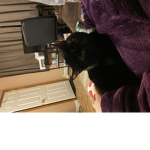 Kitty shining cats