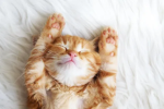 Meowscles Nation