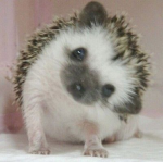 hedgehog appreciation community