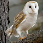 flying owls