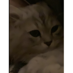 عرببب