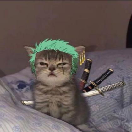 cat zoro Roblox decal