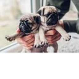 the pug hotel
