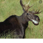 Meese group