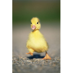 TheDuckSquad ^.^