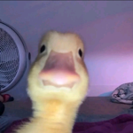 Hi fellow ducklins