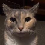 whatsupmegatron