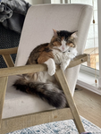 ~love cats~