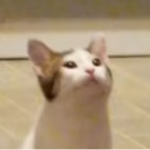 Meme Folder