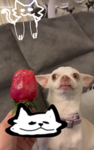 I love DAWGSS and CATS!!