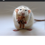 ratz is world ;-;