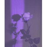< s w e e t d r e a m s >
