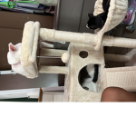 Oh kitty love