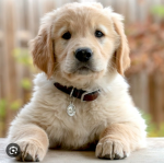 besties dog
