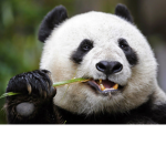Chloe’s panda army