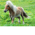 Lover of horses!