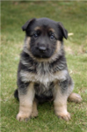 German Shepards