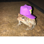 FROOG CUULT