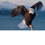 eagle squad 1.0