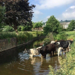cow partyy