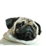 Pug Army Official!