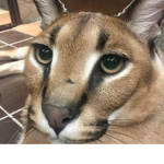 join my group i will give you peta eat pizza pls w