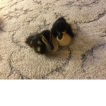 Ducks Fight with Ukraine