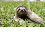 slothas