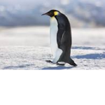 Penguin and raptors