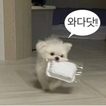 쪽든이