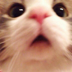 cats kittens >;)