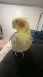 bsfluvs