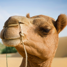 Camel Blood Hall icon