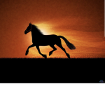 Home horses