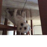 Il cane triste