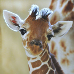 Giraffe-Nation